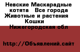 Невские Маскарадные котята - Все города Животные и растения » Кошки   . Нижегородская обл.